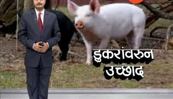 Police Giving Security To Pigs Catching Group update in Nagpur