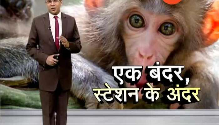 Monkey creates panic on People Vasai in Railway station