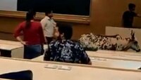 मुंबई आयआयटीच्या वर्गात गाय शिरते तेव्हा...