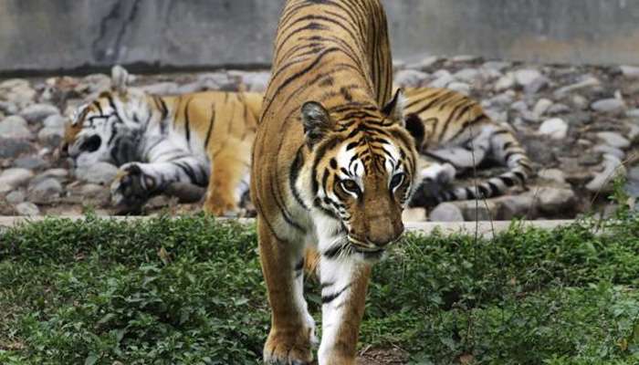 राज्यात गेल्या ५ वर्षांत वाघांच्या संख्येत ६५ टक्क्यांनी वाढ