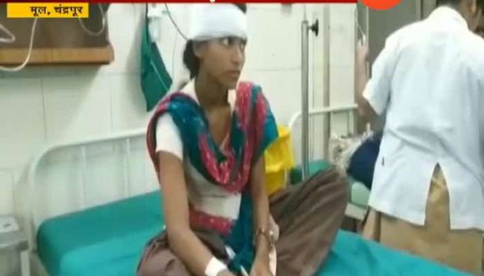 Chandrapur Student Injured In Bear Attack