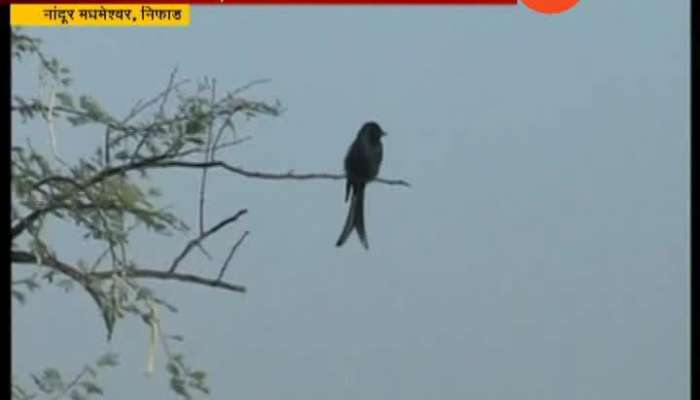 Bird Sanctuary must watch migrated birds in nandur in Nashik