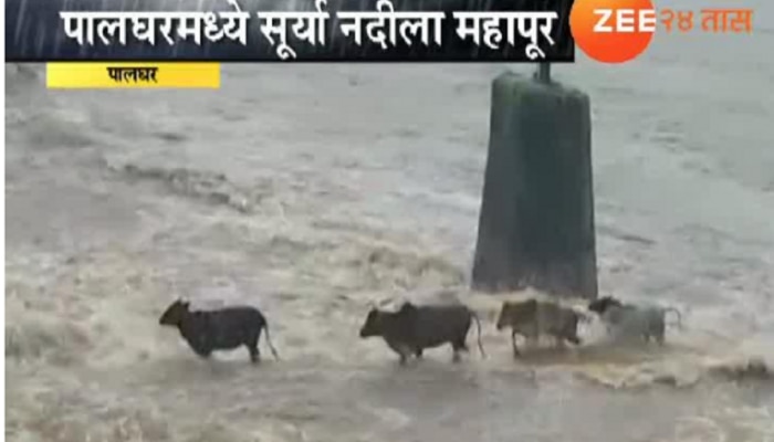 व्हिडिओ : रस्त्याचा अंदाज न आल्यानं पुराच्या पाण्यात गाई वाहून गेल्या... 