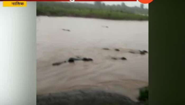 Nashik Cattle Flown Down In Flood Water