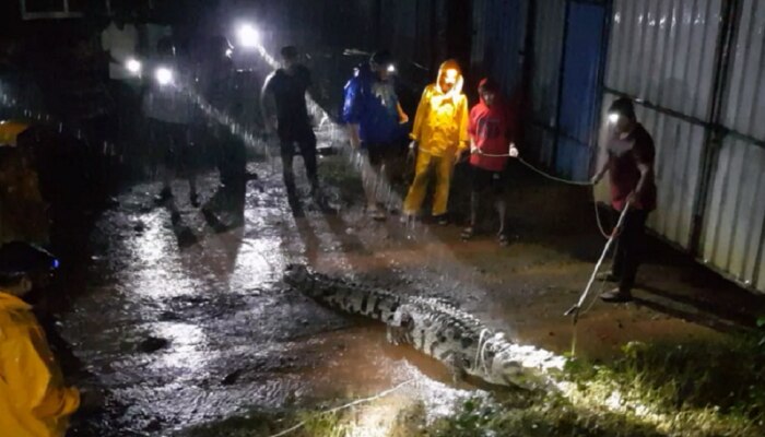 VIDEO : पुराच्या पाण्यात आढळल्या दोन महाकाय मगरी, &#039;सीसस्केप&#039;ची मदत   