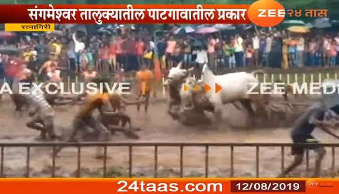 संगमेश्वरात नांगरणी स्पर्धेदरम्यान बैल उधळले 