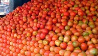 टोमॅटो बाजारात पोहोचण्याआधीच शेतात लाल चिखल