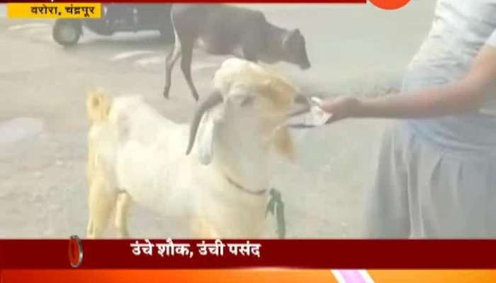 Chandrapur | Varora Goat Eats Khara A Tobbaco Product As Addication