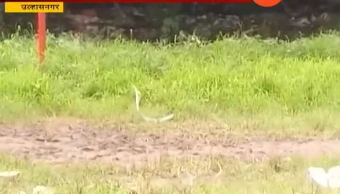 Ulhasnagar Snake Fight In College Ground