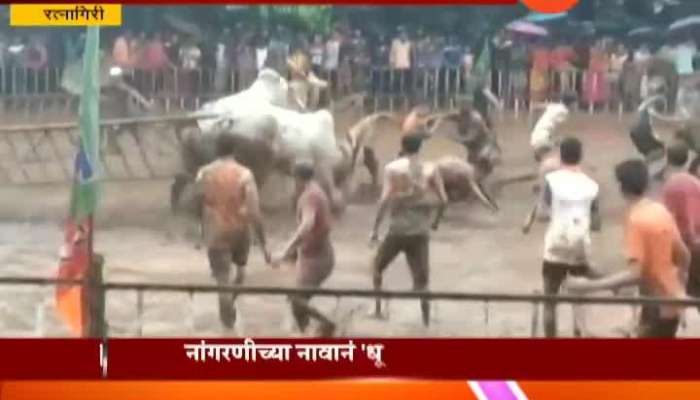 Ratnagiri Eight Injured Plowing Competition Animals Getting Tortured 