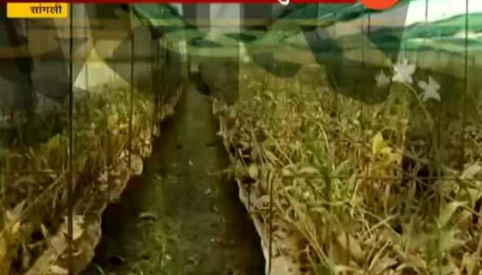 Sangli Huge Damage To Farmers Doing Green House Farming