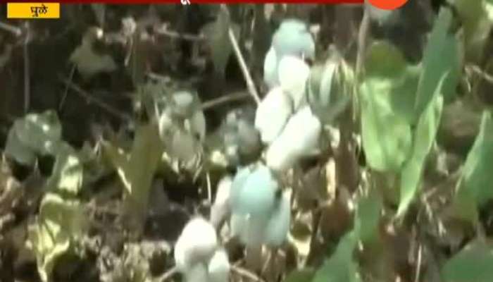 Dhule | How To Keep Pest Out From Crop To Get Surplus Production Of Cotton Crop