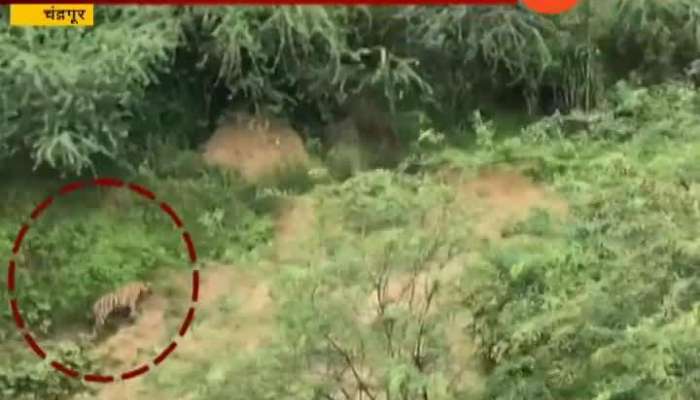 Chandrapur | Tigers Seen Near Padmapur Coal Mine Adjoining Tadoba Tiger Reserve