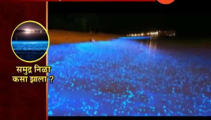 Chennai Beach Sparkles With Blue Glow