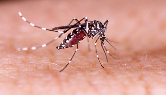 World Mosquito Day : एक छोटासा मच्छर तुमचा जीव घेऊ शकतो
