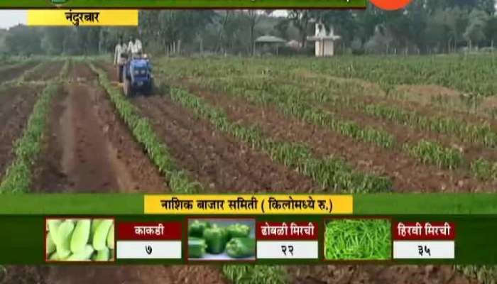 Nandurbar Farmer Reaction On Green Chilli Production