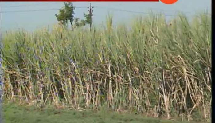 Beed Committee Report Reveled Sugarcane Cutting 13K Women Workers Uterus Removed