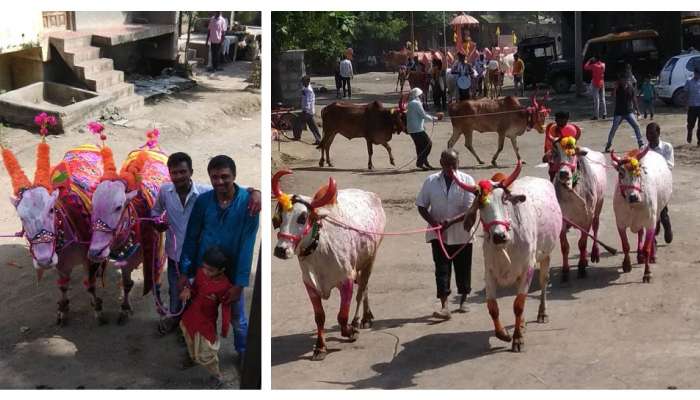 बैलपोळा : का करतात शेतकरी बैलांवर आपल्या मुलासारखं प्रेम ?