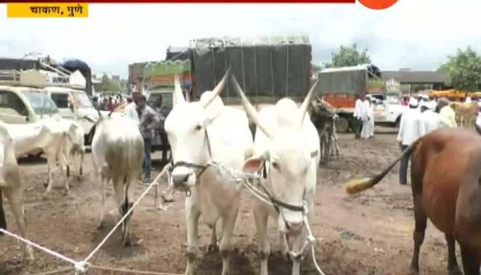 Pune Chakan Farmers Affected By Ban On Bullockcart Race