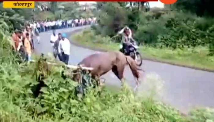  Kolhapur Accident In Horse Cart Racing