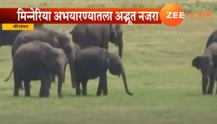 हत्तींच्या एवढ्या मोठ्या झुंडी तुम्ही यापूर्वी पाहिल्या नसतील...