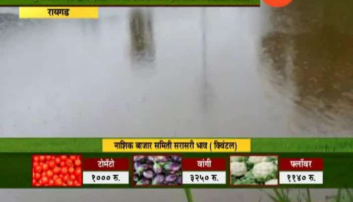 Peekpani Raigad Rice Farming In Problem From Continous Rainfall