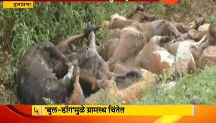 Buldhana More Than 200 Dogs Found Dead