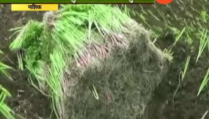 Peekpani Nashik Kharif Red Onion Destroyed As Farmers In Problem