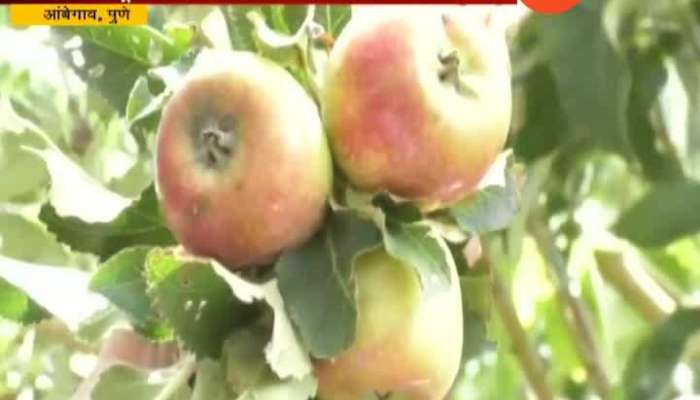 Pune Story Of Farmer Growing Apple In Ambegaon