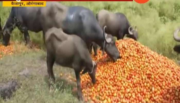 Aurangabad Farmer Throws Tomato On Road For Not Getting Market Price