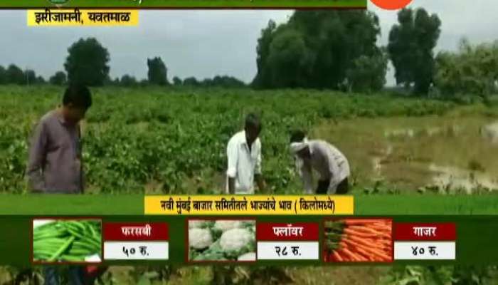 Yavatmal,Zarijamani Returning Rain Damage Crop