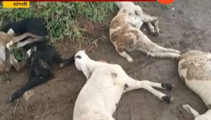Sangli | 45 Goat Died In Midnight Fox Attack Sangli | 45 Goat Died In Midnight Fox Attack