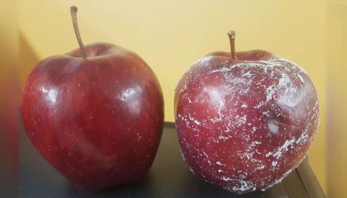 Reality Check सुंदर दिसणाऱ्या सफरचंदमागचे सत्य?