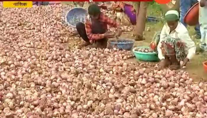  Nashik Onion Damage onion prices rise Sharply 24 Sep 2019