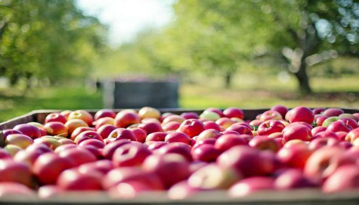 काश्मीरचे सफरचंद थेट पुण्यात उपलब्ध