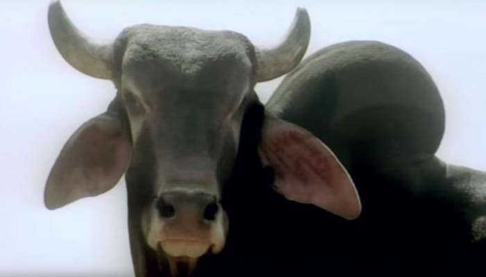 बैलाने गिळले 4 तोळ्याचे सोन्याचे दागिने