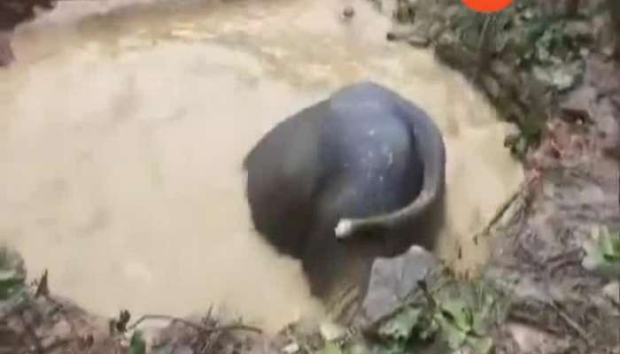 Odisha: Forest officials & locals rescue an elephant which had fallen into a well
