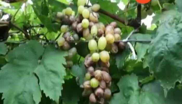 Nashik Heavy Rain Damage Grapes