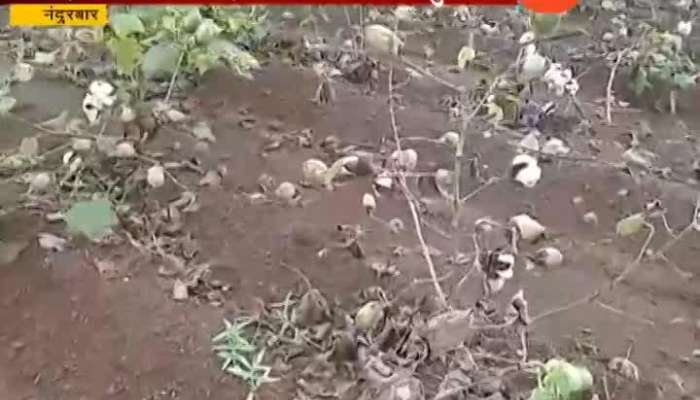 Nandurbar Cotton Crop Damage