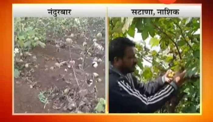 Dhule Retuning Monsoon Affetc On Grapes