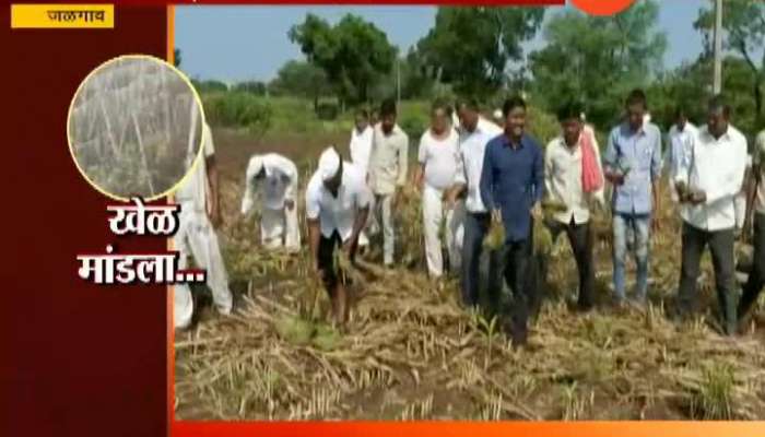 Retreating Monsoon affect farmer at Jalgaon 