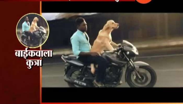 Ridder Dog Video goes viral on social Media 
