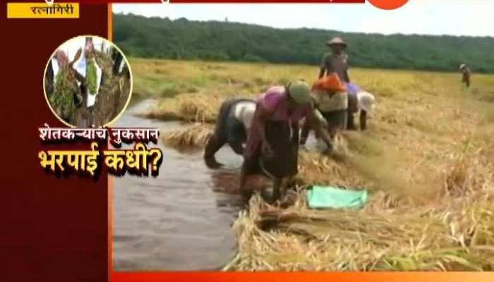 Ratnagiri Rice Farm Destroyed From Returning Monsoon