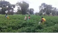 जास्त पावसामुळे मिरचीच्या पिकावर प्रादुर्भाव