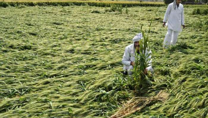 शेतकऱ्यांचे आर्थिक गणित परतीच्या पावसानं पार कोलमडलं