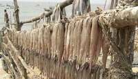 मुंबईचा आयकॉन मासा 'बॉम्बे डक' - बोंबिल