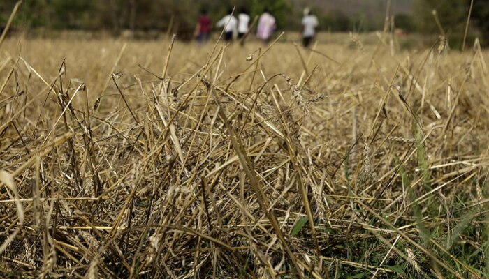 सरकारकडून खरंच नुकसान भरपाई मिळेल का? शेतकऱ्यांना सतावतेय चिंता