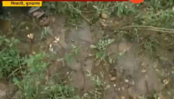 Buldhana Ground Report On Crops Damaged From Returning Monsoon