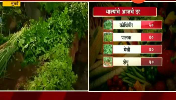 Mumbai Coriander And Leafy Vegetable Price Rising