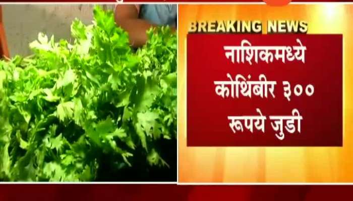  Nashik Coriander Bunch Sold At Rs 300